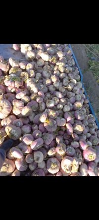 آگهی مشابه چغندر و شلغم بارگیری اصفهان در شیراز در گروه خوراک دام و طیور - پرواری شیری علوفه یونجه در یکمیوه