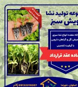 فروش نشا سبزی و صیفی در اصفهان در گروه خرید فروش نشا - انواع گوجه برنج کاهو پیاز کاری فرنگی در یکمیوه