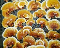 گیاهان دارویی و قارچ گانو در ساری در گروه خرید فروش عمده گیاهان دارویی - معطر خشک خواص دار در یکمیوه