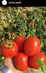 فروش بذر گوجه بامیک در تهران در گروه خرید فروش بذر - انواع محصول کشاورزی گوجه کتان میوه درخت در یکمیوه