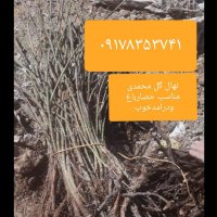فروش نهال گل محمدی در داراب در گروه خرید فروش عمده سایر محصولات باغبانی مرکبات در یکمیوه