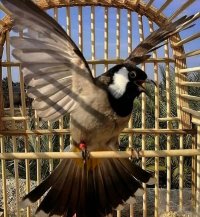 بلبل خرما عالی در تهران در گروه انواع پرنده - زینتی عروس هما مینا طوطی مرغ عشق در یکمیوه