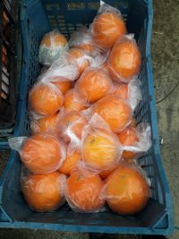 فروش پرتقال درجه یک شمال در بندرگز در گروه خرید فروش عمده پرتقال - پرتقال رسمی تامسون خونی جنوب در یکمیوه