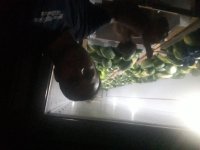 فروش هندوانه در تهران در گروه خرید فروش عمده هندوانه - صادراتی گرد بیضی زرد قرمز در یکمیوه