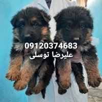 مرکز فروش توله ژرمن شپرد در کرج در تهران در گروه حیوانات خانگی - خرید و فروش در یکمیوه