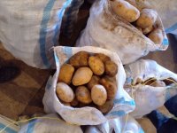 سیب زمینی بذری کلاس دار در اصفهان در گروه خرید فروش عمده سایر محصولات زراعی سر زمین در یکمیوه