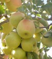 فروش سیب سمیرم در اصفهان در گروه خرید فروش عمده سیب - زرد و قرمز گلاب پاییزه در یکمیوه