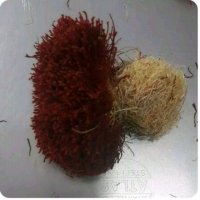 زعفران دسته یا دختر پیچ در بیرجند در گروه خرید فروش عمده سایر محصولات باغبانی مرکبات در یکمیوه