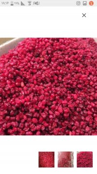 زرشک زیر تالاری ممتاز در بیرجند در گروه خرید فروش عمده ازگیل و تمشک و زرشک - ژاپنی فروش مستقیم در یکمیوه