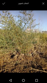 نهال بامبو با ریشه در لاهیجان در گروه خرید فروش نهال - انواع گردو پسته بادام سلطانی انگور در یکمیوه