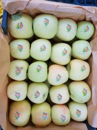 فروش سیب زرد و قرمز با کیفیت عالی در فارس در گروه خرید فروش عمده سیب - زرد و قرمز گلاب پاییزه در یکمیوه