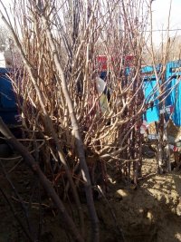 فروش انواع نهال میوه پیوندی در همدان در گروه خرید فروش عمده آلو - آلوچه گوجه سبز زرد خاکی شابلون سانتریزه سیاه در یکمیوه
