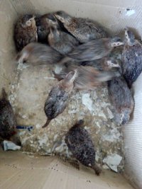 جوجه قرقاول یک ماهه در لاهیجان در گروه انواع پرنده - زینتی عروس هما مینا طوطی مرغ عشق در یکمیوه