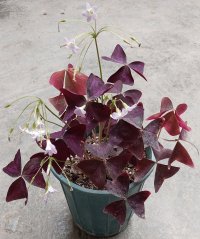 فروش خيلی فوری گل وگیاه در ساری در گروه خرید فروش عمده انواع گل - پروش قاشقی موسی ساکولنت بن سای در یکمیوه