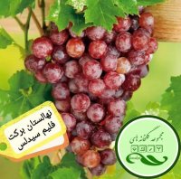 نهال انگور ایرانی و خارجی در نیشابور در گروه خرید فروش نهال - انواع گردو پسته بادام سلطانی انگور در یکمیوه