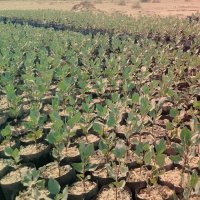 فروش نهال پسته بادامی زرند کرمان در اسفراین در گروه خرید فروش نهال - انواع گردو پسته بادام سلطانی انگور در یکمیوه