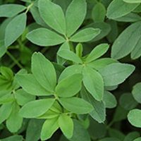 فروش انواع بذر یونجه درجه یک در کرمانشاه در گروه خرید فروش بذر - انواع محصول کشاورزی گوجه کتان میوه درخت در یکمیوه