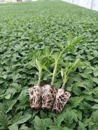 گلخانه تولید نشا در اصفهان در شهرضا در گروه خرید فروش نشا - انواع گوجه برنج کاهو پیاز کاری فرنگی در یکمیوه