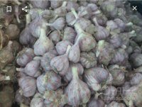 سیر قرمز ارگانیک در میناب در گروه خرید فروش عمده سیر - تازه خام ترشی خشک صادراتی در یکمیوه