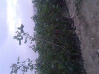 فروش نهال پسته ویژه در نی ریز در گروه خرید فروش نهال - انواع گردو پسته بادام سلطانی انگور در یکمیوه