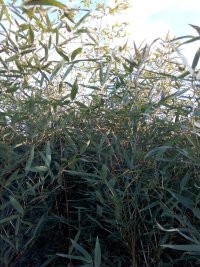 نهال بامبو از یک متری تا دو متری در گیلان در گروه خرید فروش نهال - انواع گردو پسته بادام سلطانی انگور در یکمیوه