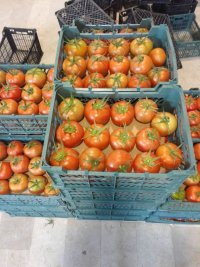 فروش گوجه ساخیا صادراتی در کرمان  در گروه خرید فروش عمده گوجه فرنگی - فرنگی سبز قرمز سیاه کبابی ربی در یکمیوه