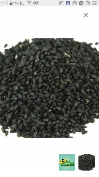 تخم شربتی درشت درجه یک در بیرجند در گروه خرید فروش عمده گیاهان دارویی - معطر خشک خواص دار در یکمیوه