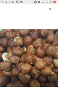 مغز فندوق بو داده شده در بیرجند در گروه خرید فروش عمده سایر محصولات زراعی سر زمین در یکمیوه