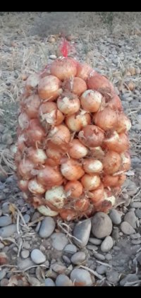 بار بار کن هستم ملون هندوانه  در دزفول در گروه بار بارکن خرید و فروش عمده محصولات کشاورزی باربارکن میوه گوجه در یکمیوه