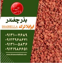 فروش بذر چغندر قند در اصفهان در گروه خرید فروش بذر - انواع محصول کشاورزی گوجه کتان میوه درخت در یکمیوه