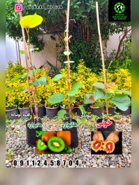 فروش نهال کیوی در گیلان در گروه خرید فروش عمده کیوی - صادراتی مازندران تنکابن تالش در یکمیوه