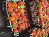 فروش توت فرنگی در دلند در گروه خرید فروش عمده توت فرنگی - خرید فروش عمده قرمز سفید در یکمیوه