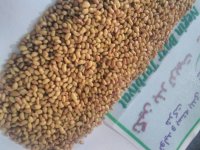 فروش بذر یونجه در ارقام مختلف در الیگودرز در گروه خرید فروش بذر - انواع محصول کشاورزی گوجه کتان میوه درخت در یکمیوه