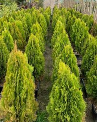 نهال کامیس پاریس و لاوسون در ساری در گروه سایر خدمات - حوزه محصولات کشاورزی و دامپروری در یکمیوه