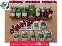 انواع بذر سبزی و صیفیجات در مشهد در گروه خرید فروش بذر - انواع محصول کشاورزی گوجه کتان میوه درخت در یکمیوه