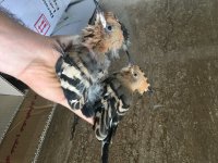 فروش انواع هدهد در تهران در گروه انواع پرنده - زینتی عروس هما مینا طوطی مرغ عشق در یکمیوه