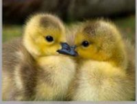 فروش جوجه اردک یک روزه 20 روزه در آمل در گروه مرغ و خروس و بوقلمون و اردک قو قاز در یکمیوه