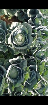 آگهی مشابه فروش کلم پیچ در کوار در گروه خرید فروش عمده انواع کلم برگ و پیچ و بروکلی در یکمیوه