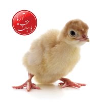 پرورش و پیش فروش بوقلمون در گیلان در گروه مرغ و خروس و بوقلمون و اردک قو قاز در یکمیوه