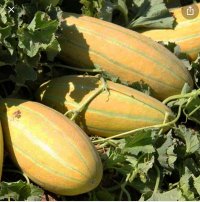 فروش فوری خربزه مشهدی در کارزین در گروه خرید فروش عمده خربزه - مشهدی درختی ایوانکی شاهپسند در یکمیوه