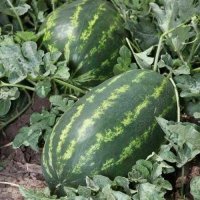 هندوانه B 32 صادراتی در نورآباد در گروه خرید فروش عمده هندوانه - صادراتی گرد بیضی زرد قرمز در یکمیوه