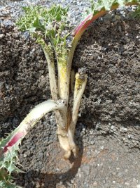 نشا و نهال انغوزه باریجه وشا کنگر در اصفهان در گروه خرید فروش نشا - انواع گوجه برنج کاهو پیاز کاری فرنگی در یکمیوه