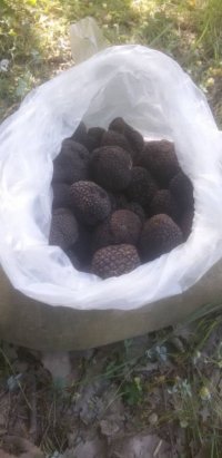 قارچ کوهی ترافل سیاه در ساری در گروه خرید فروش عمده سایر محصولات باغبانی مرکبات در یکمیوه