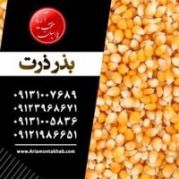 بذر چغندر قند پیرولا در چالانچولان در گروه خرید فروش بذر - انواع محصول کشاورزی گوجه کتان میوه درخت در یکمیوه