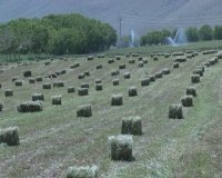 فروش یونجه و کاه دام و طیور در اصفهان در گروه خوراک دام و طیور - پرواری شیری علوفه یونجه در یکمیوه