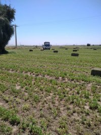 فروش خوراک دام و طیور و آبزیان در اصفهان در گروه خوراک دام و طیور - پرواری شیری علوفه یونجه در یکمیوه