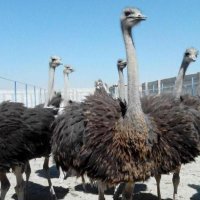 مشاوره رایگان پرورش شترمرغ در اصفهان در گروه مشاوره دام و طیور - دامداری دامپزشکی دام شبانه روزی حیوانات در یکمیوه