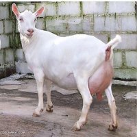 فروش بز سانن اصیل فرانسوی در اصفهان در گروه گاو و گوسفند و میش و بز کهره گوساله سمینتال در یکمیوه