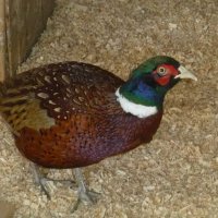 قرقاول امریکایی در لاهیجان در گروه انواع پرنده - زینتی عروس هما مینا طوطی مرغ عشق در یکمیوه