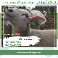 دوره آموزشی پرورش گوسفند پرواری در تهران در گروه دام سبک - خرید و فروش عمده جزیی در یکمیوه